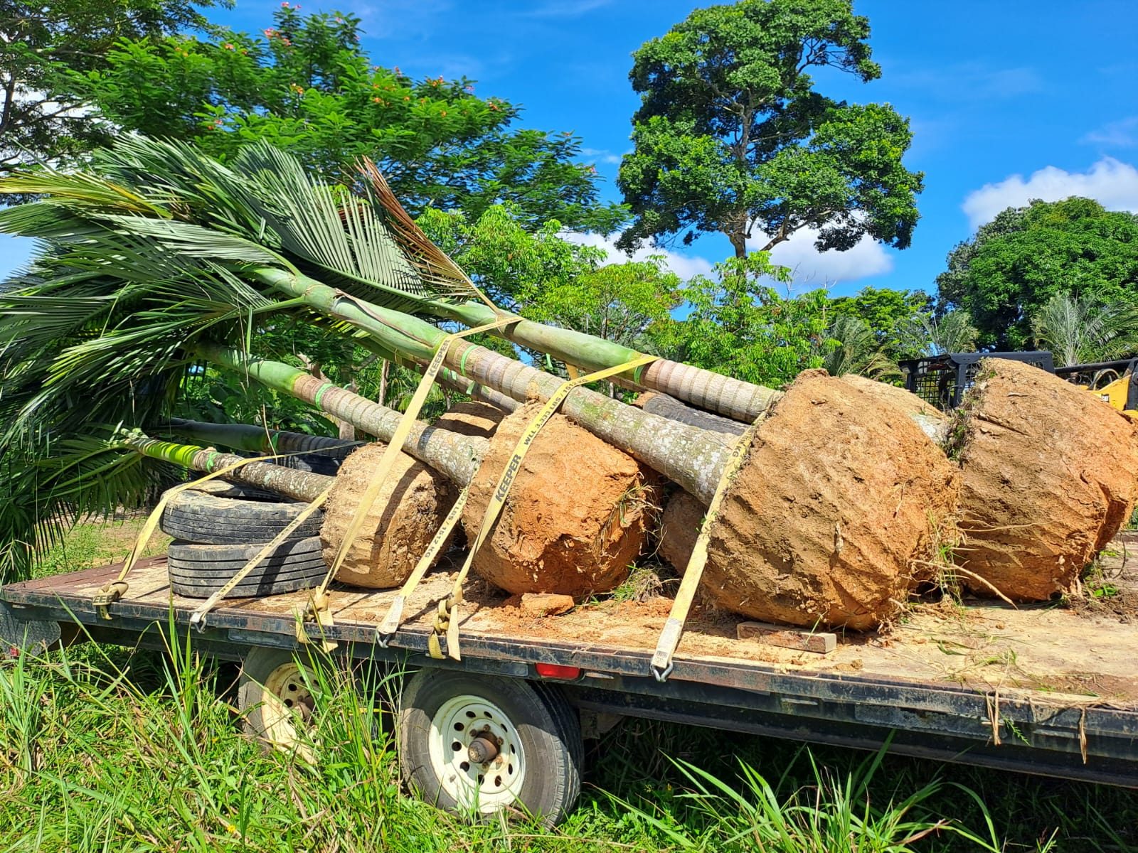 Native plants and trees in root balls, ready to go into the restored landscape